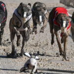 Penki šunys lenktyniauja
