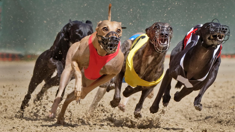 Šunų lenktynės trasoje